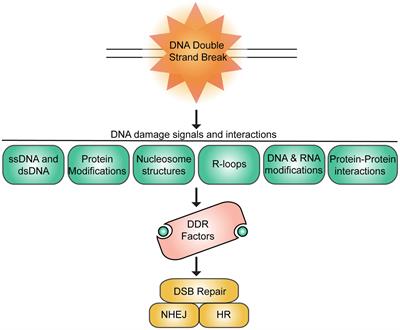 Making Connections: Integrative Signaling Mechanisms Coordinate DNA Break Repair in Chromatin